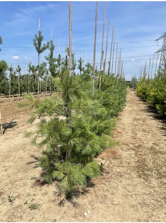 Tränenkiefer | Pinus wallichiana Tränenkiefer | Pinus wallichiana
