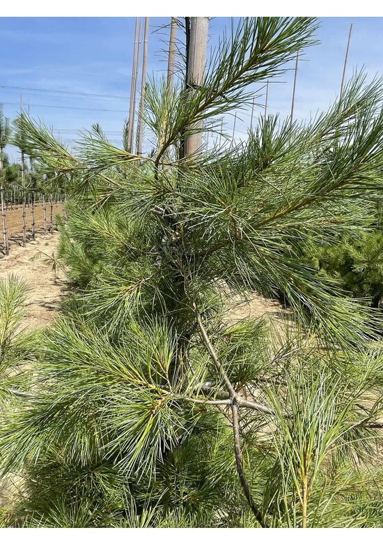 Tränenkiefer | Pinus wallichiana