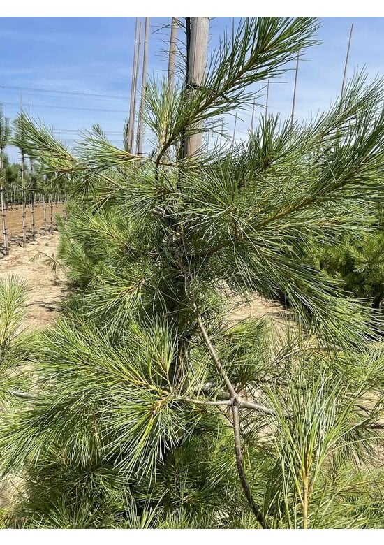 Tränenkiefer | Pinus wallichiana