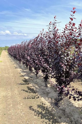 Blutpflaume Mehrstämmig 'Nigra' | Prunus cerasifera 'Nigra' Blutpflaume Mehrstämmig 'Nigra' | Prunus cerasifera 'Nigra'