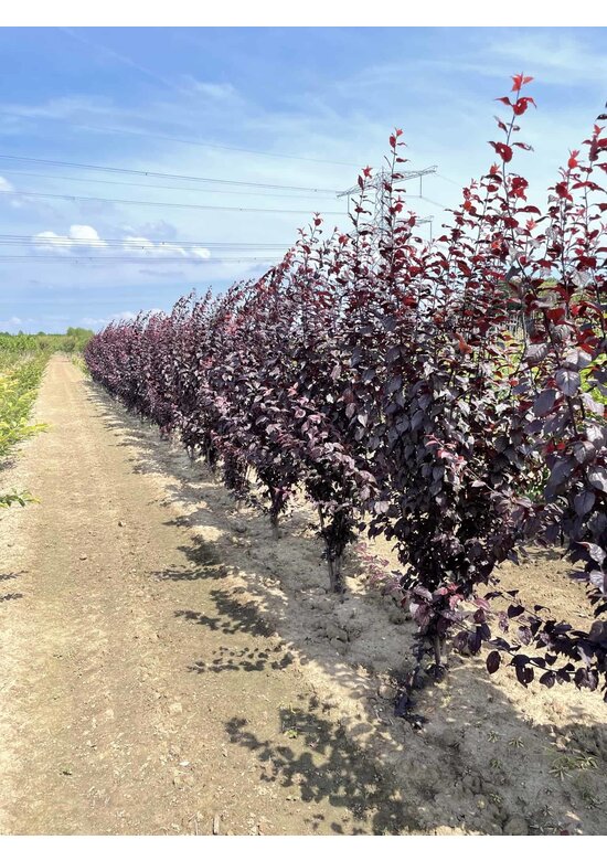 Blutpflaume Mehrstämmig 'Nigra' | Prunus cerasifera 'Nigra'