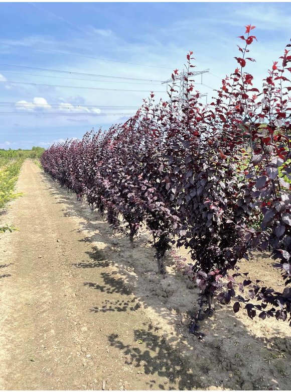 Blutpflaume 'Nigra' - Mehrstämmig | Prunus cerasifera 'Nigra' Blutpflaume 'Nigra' - Mehrstämmig | Prunus cerasifera 'Nigra'