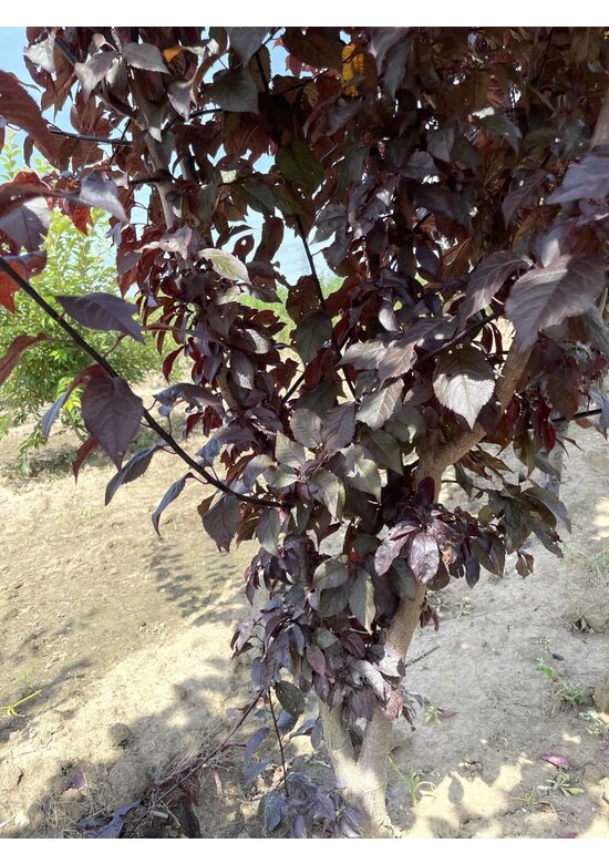 Blutpflaume Mehrstämmig 'Nigra' | Prunus cerasifera 'Nigra'