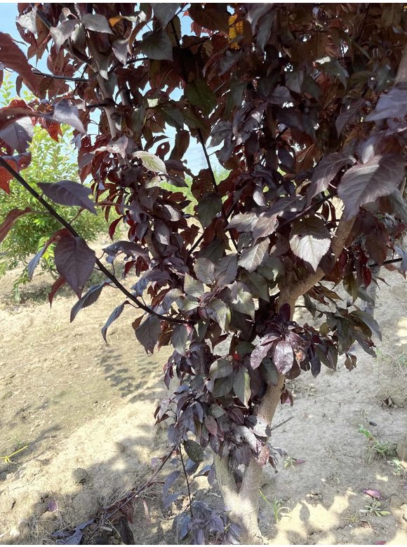 Blutpflaume 'Nigra' - Mehrstämmig | Prunus cerasifera 'Nigra' Blutpflaume 'Nigra' - Mehrstämmig | Prunus cerasifera 'Nigra'