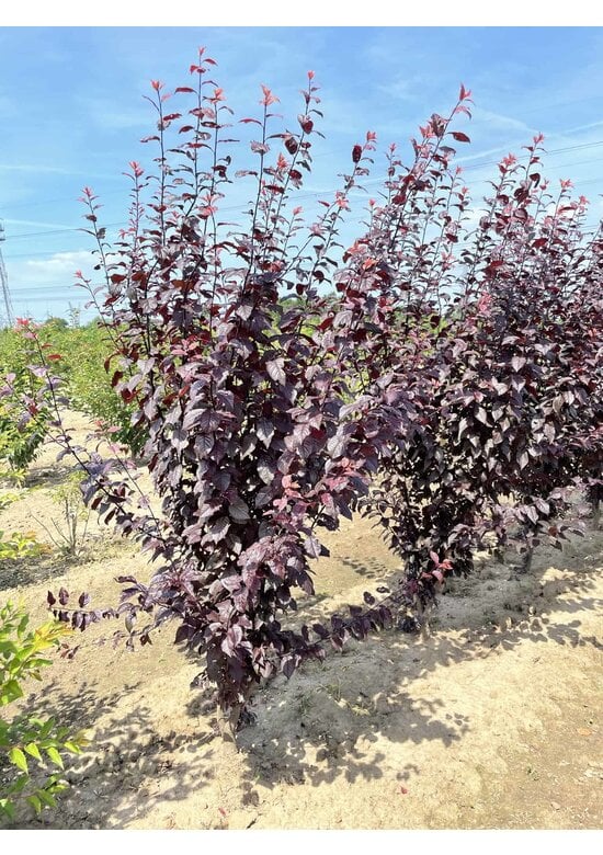 Blutpflaume Mehrstämmig 'Nigra' | Prunus cerasifera 'Nigra'