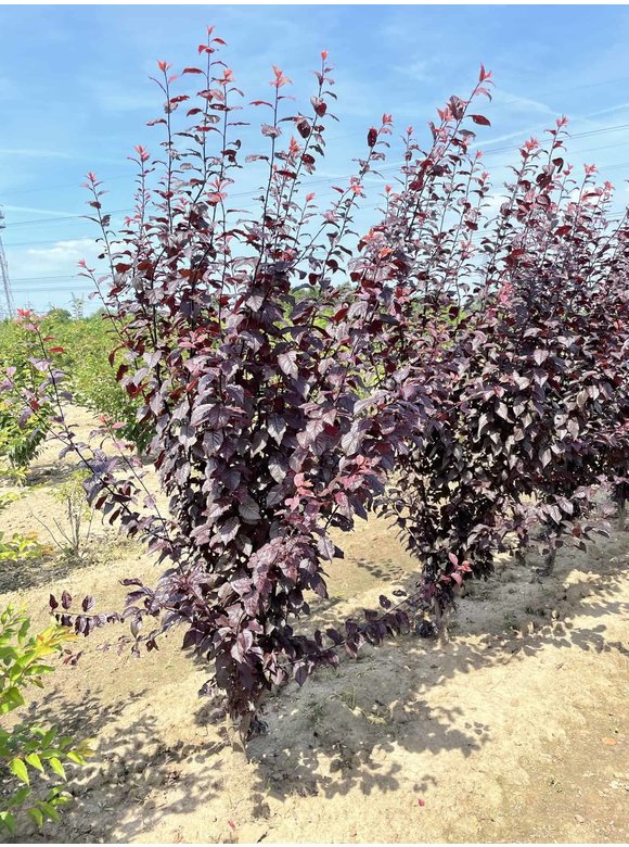 Blutpflaume 'Nigra' - Mehrstämmig | Prunus cerasifera 'Nigra' Blutpflaume 'Nigra' - Mehrstämmig | Prunus cerasifera 'Nigra'