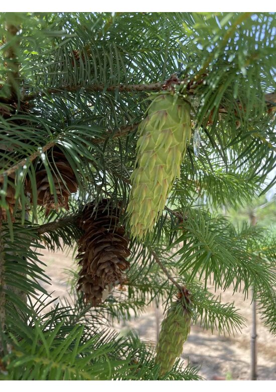 Gewöhnliche Douglasie | Pseudotsuga menziesii