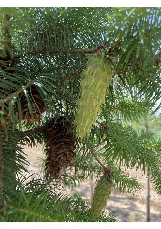 Gewöhnliche Douglasie | Pseudotsuga menziesii