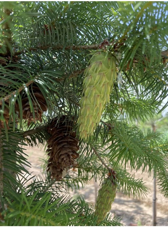 Douglasie | Pseudotsuga menziesii Douglasie | Pseudotsuga menziesii