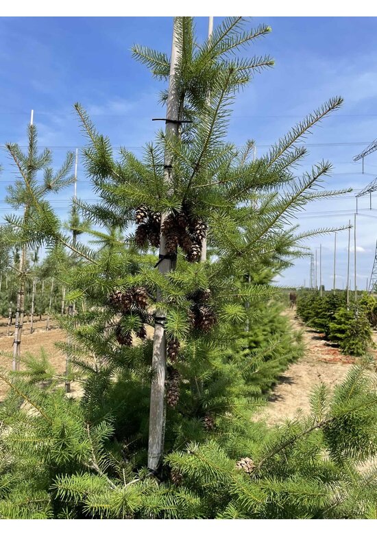 Gewöhnliche Douglasie | Pseudotsuga menziesii