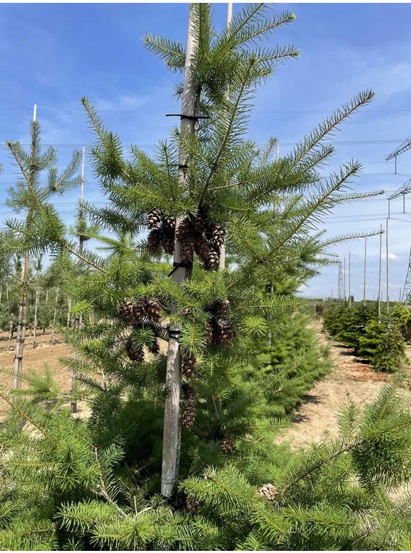 Douglasie | Pseudotsuga menziesii Douglasie | Pseudotsuga menziesii