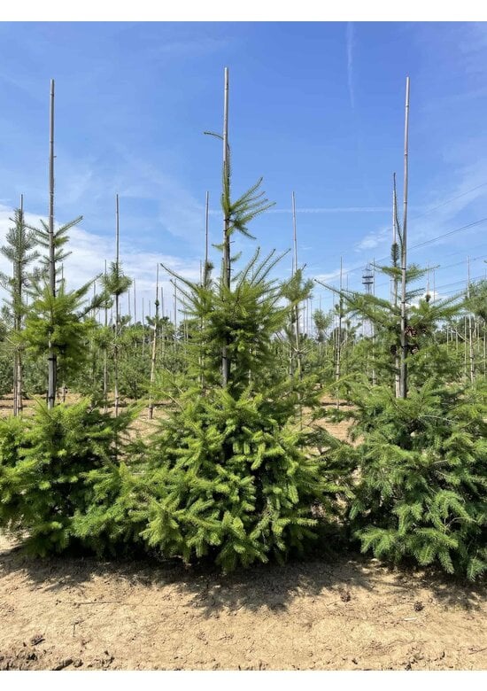 Gewöhnliche Douglasie | Pseudotsuga menziesii