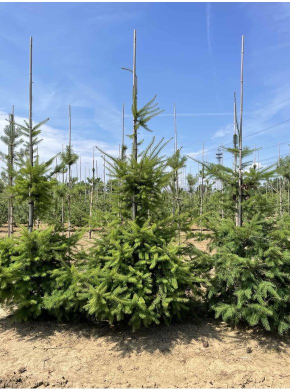 Douglasie | Pseudotsuga menziesii Douglasie | Pseudotsuga menziesii
