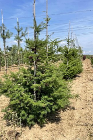 Gewöhnliche Douglasie | Pseudotsuga menziesii