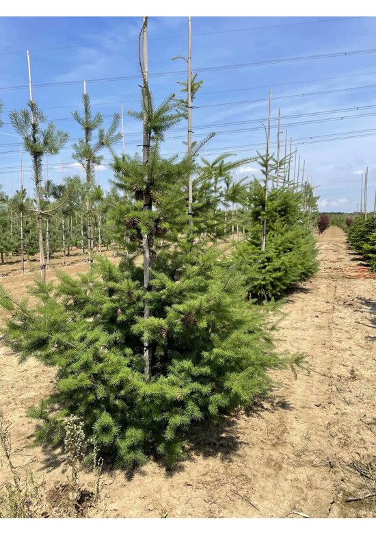 Gewöhnliche Douglasie | Pseudotsuga menziesii