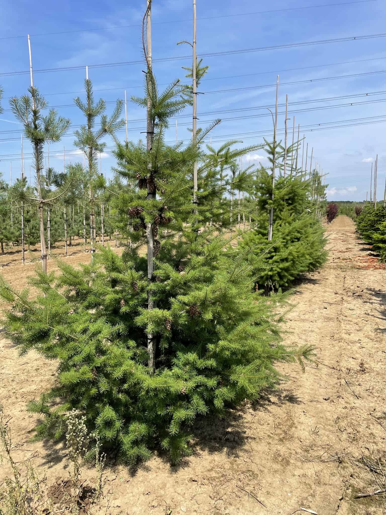 Douglasie Pseudotsuga Menziesii Kiefer Fichte Tanne Baum 165 Cm In - Foto 12