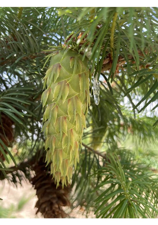 Gewöhnliche Douglasie | Pseudotsuga menziesii
