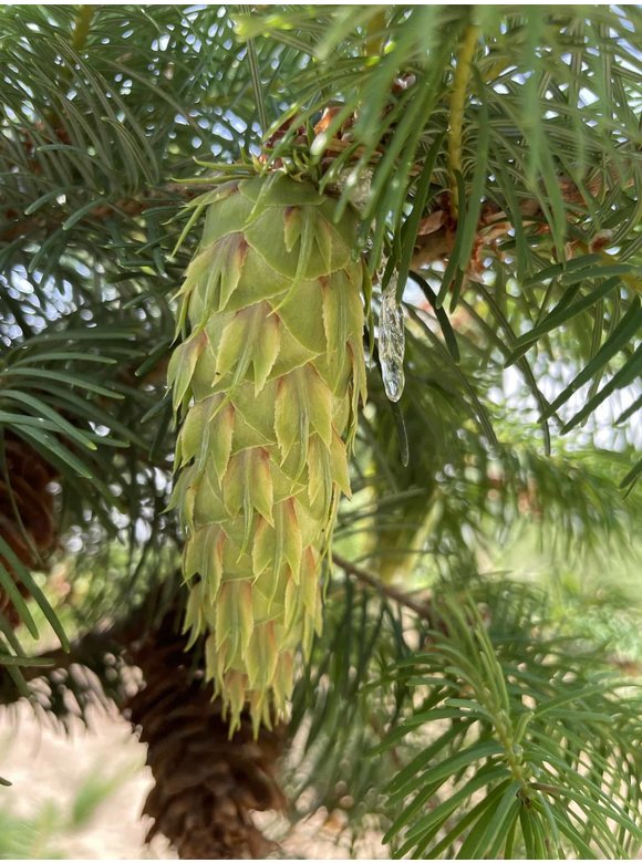 Douglasie | Pseudotsuga menziesii Douglasie | Pseudotsuga menziesii