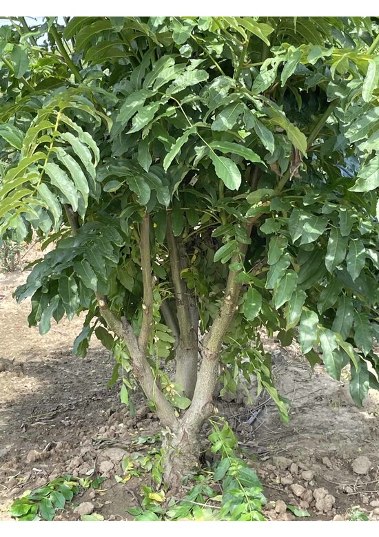 Kaukasische Flügelnuss - Mehrstämmig | Pterocarya fraxinifolia