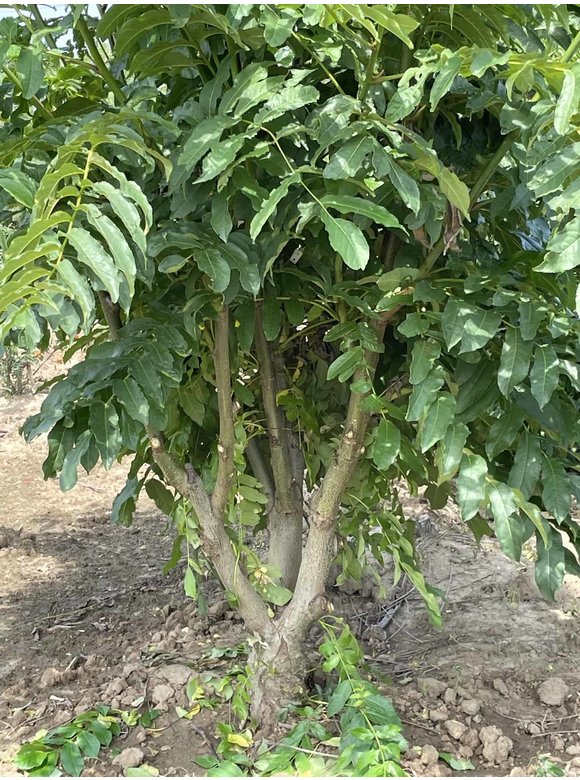 Kaukasische Flügelnuss - Mehrstämmig | Pterocarya fraxinifolia Kaukasische Flügelnuss - Mehrstämmig | Pterocarya fraxinifolia