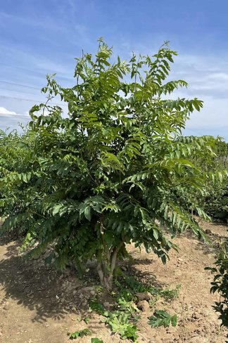 Kaukasische Flügelnuss - Mehrstämmig | Pterocarya fraxinifolia