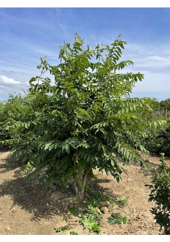 Kaukasische Flügelnuss - Mehrstämmig | Pterocarya fraxinifolia