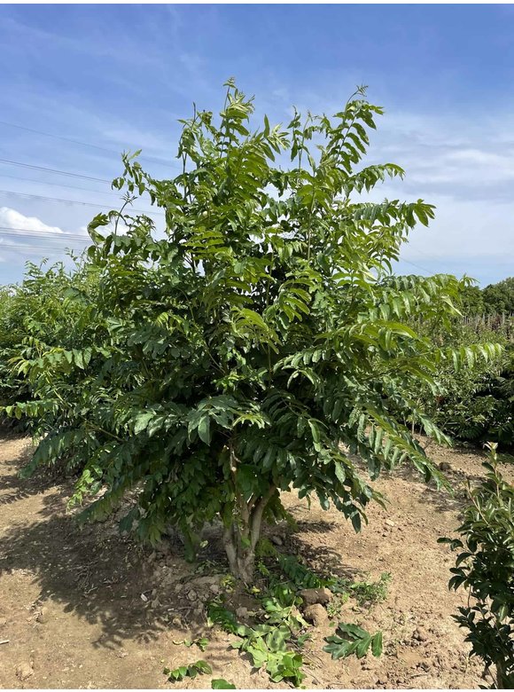 Kaukasische Flügelnuss - Mehrstämmig | Pterocarya fraxinifolia Kaukasische Flügelnuss - Mehrstämmig | Pterocarya fraxinifolia