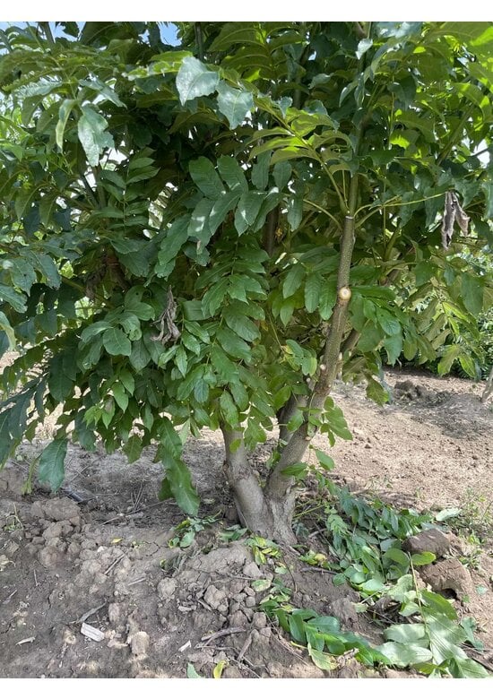 Kaukasische Flügelnuss - Mehrstämmig | Pterocarya fraxinifolia