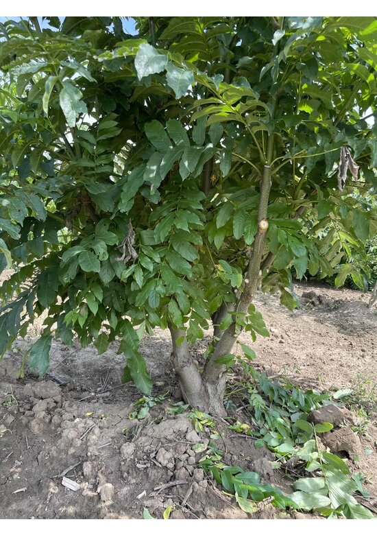 Kaukasische Flügelnuss - Mehrstämmig | Pterocarya fraxinifolia