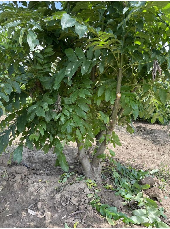 Kaukasische Flügelnuss - Mehrstämmig | Pterocarya fraxinifolia Kaukasische Flügelnuss - Mehrstämmig | Pterocarya fraxinifolia