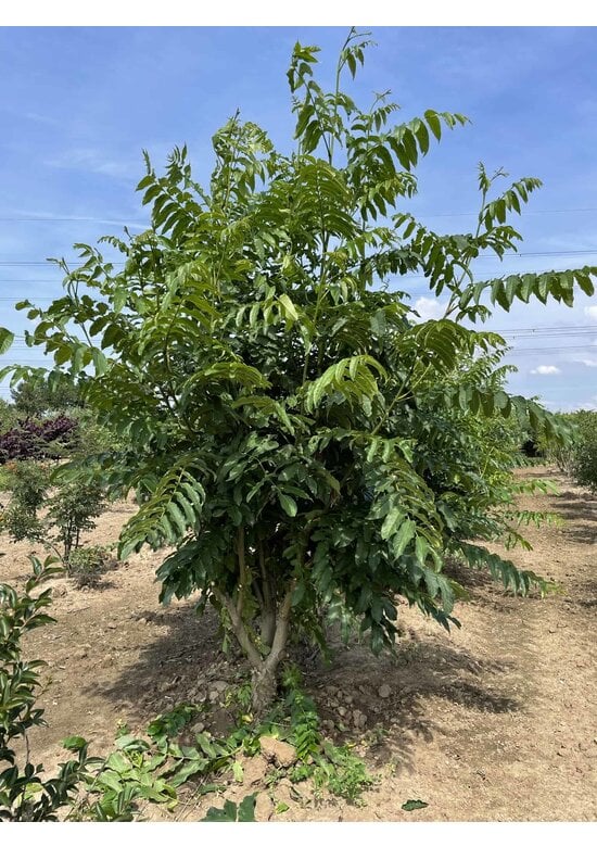 Kaukasische Flügelnuss - Mehrstämmig | Pterocarya fraxinifolia