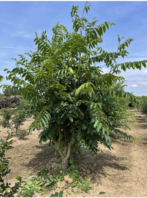Kaukasische Flügelnuss - Mehrstämmig | Pterocarya fraxinifolia Kaukasische Flügelnuss - Mehrstämmig | Pterocarya fraxinifolia