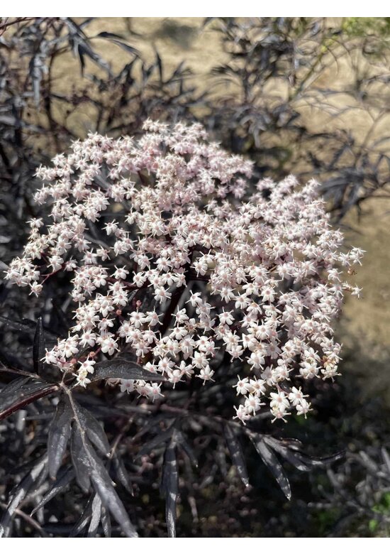 Schwarzer Holunder 'Black Lace' - Mehrstämmig | Sambucus nigra 'Black Lace'