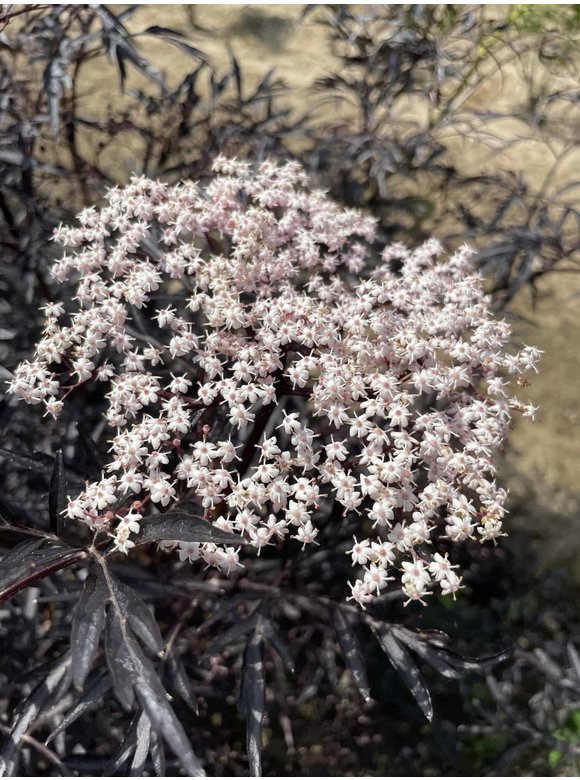 Schwarzer Holunder 'Black Lace' - Mehrstämmig | Sambucus nigra 'Black Lace' Schwarzer Holunder 'Black Lace' - Mehrstämmig | Sambucus nigra 'Black Lace'