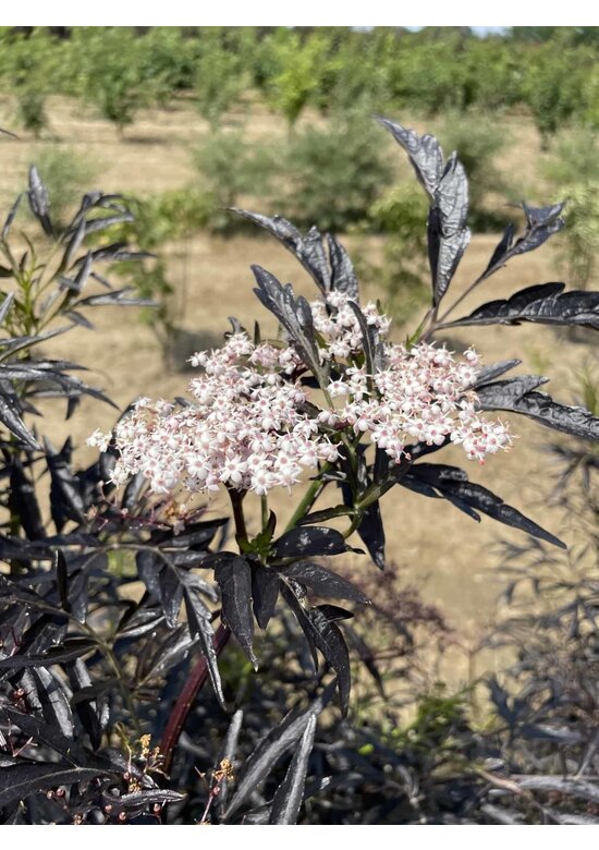 Schwarzer Holunder 'Black Lace' - Mehrstämmig | Sambucus nigra 'Black Lace' Schwarzer Holunder 'Black Lace' - Mehrstämmig | Sambucus nigra 'Black Lace'