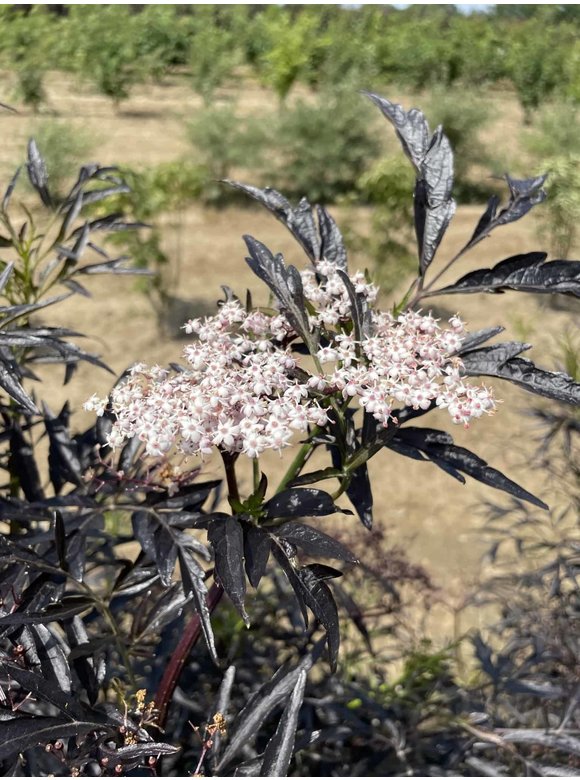 Schwarzer Holunder 'Black Lace' - Mehrstämmig | Sambucus nigra 'Black Lace' Schwarzer Holunder 'Black Lace' - Mehrstämmig | Sambucus nigra 'Black Lace'