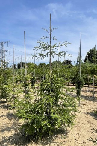 Küstenmammutbaum | Sequoia sempervirens