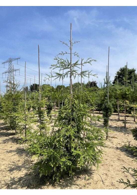 Küstenmammutbaum | Sequoia sempervirens