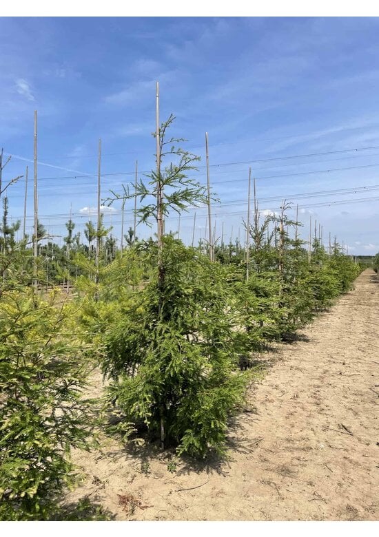Küstenmammutbaum | Sequoia sempervirens