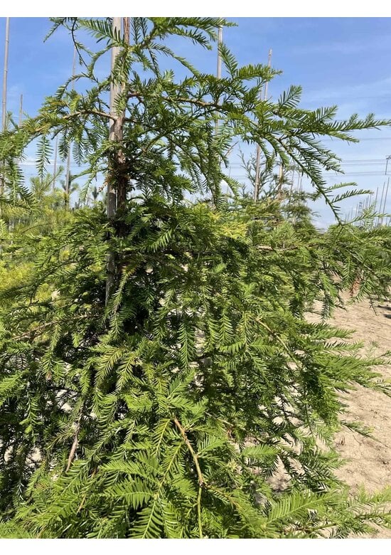 Küstenmammutbaum | Sequoia sempervirens