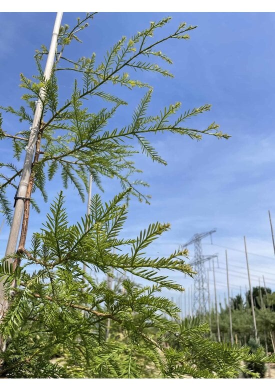 Küstenmammutbaum | Sequoia sempervirens