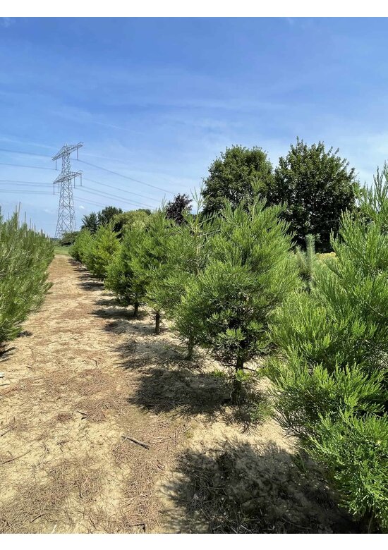 Kalifornischer Berg-Mammutbaum - Riesenmammutbaum | Sequoiadendron giganteum