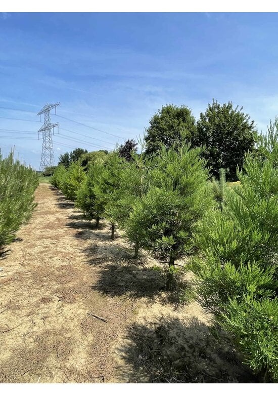 Kalifornischer Berg-Mammutbaum - Riesenmammutbaum | Sequoiadendron giganteum