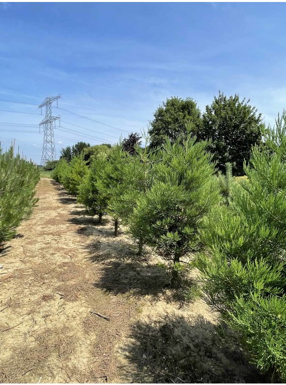 Kalifornischer Berg-Mammutbaum - Riesenmammutbaum | Sequoiadendron giganteum Kalifornischer Berg-Mammutbaum - Riesenmammutbaum | Sequoiadendron giganteum