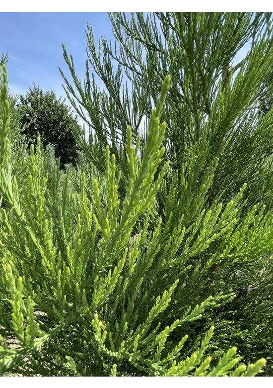 Kalifornischer Berg-Mammutbaum - Riesenmammutbaum | Sequoiadendron giganteum