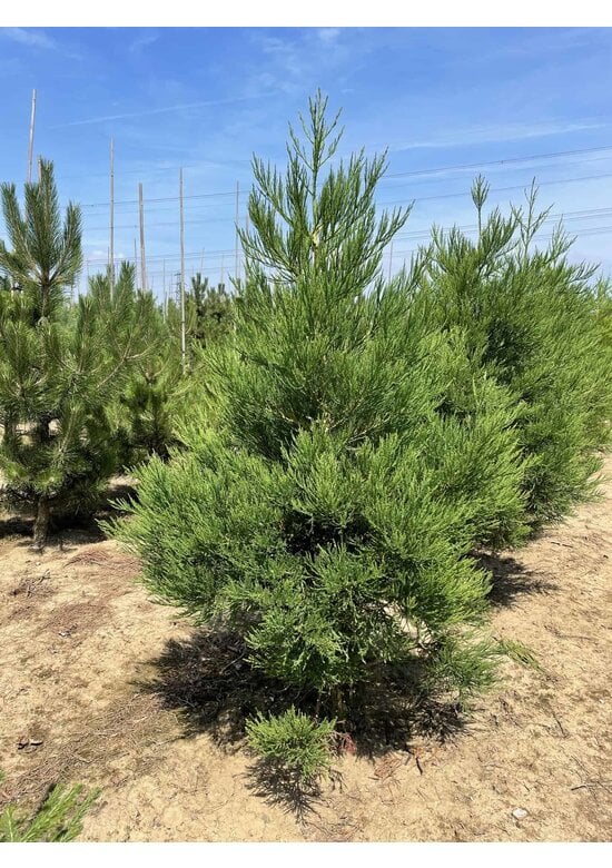 Kalifornischer Berg-Mammutbaum - Riesenmammutbaum | Sequoiadendron giganteum