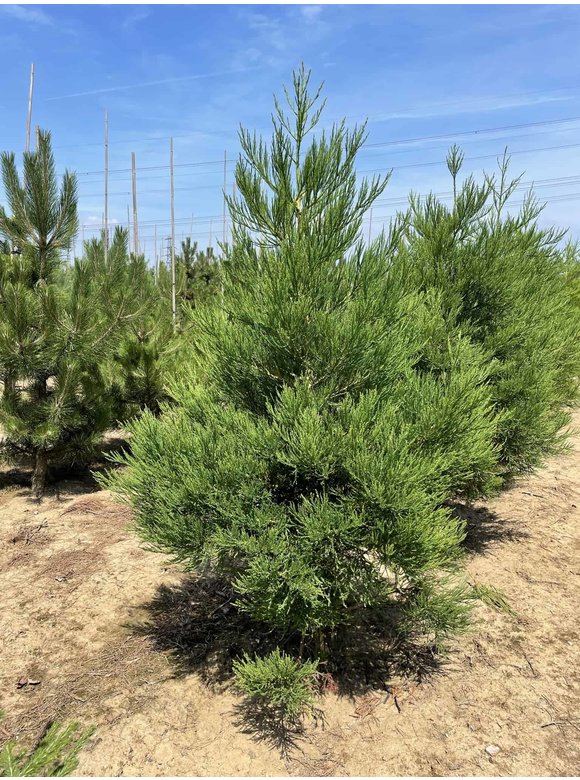 Kalifornischer Berg-Mammutbaum - Riesenmammutbaum | Sequoiadendron giganteum Kalifornischer Berg-Mammutbaum - Riesenmammutbaum | Sequoiadendron giganteum