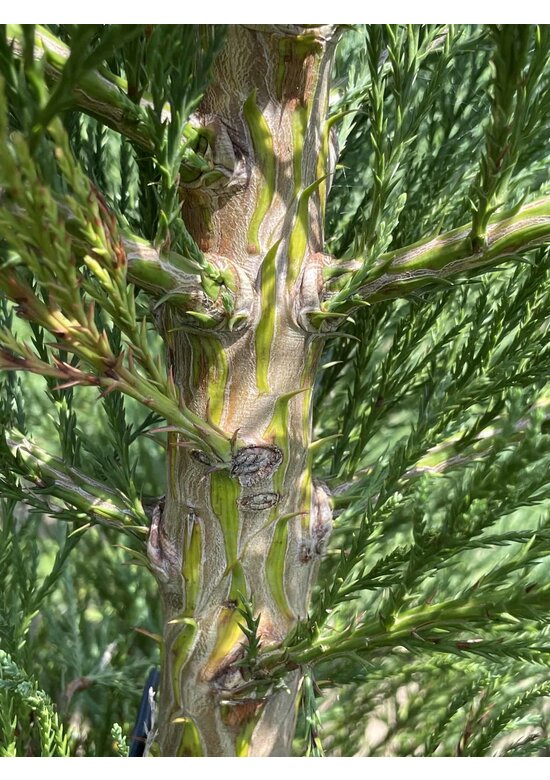 Kalifornischer Berg-Mammutbaum - Riesenmammutbaum | Sequoiadendron giganteum