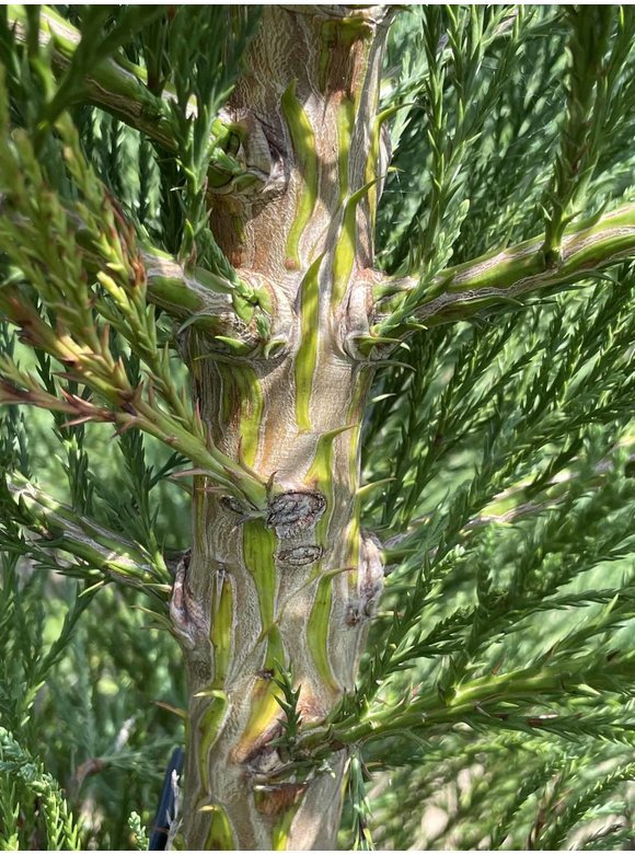 Kalifornischer Berg-Mammutbaum - Riesenmammutbaum | Sequoiadendron giganteum Kalifornischer Berg-Mammutbaum - Riesenmammutbaum | Sequoiadendron giganteum
