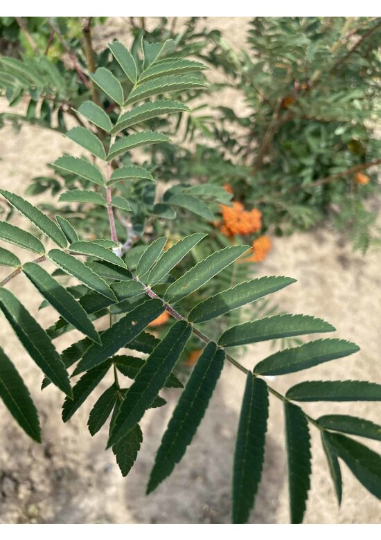 Ebersche aucuparia - Mehrstämmig | Sorbus Aucuparia